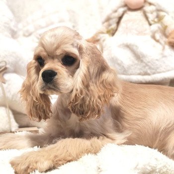 chien Cocker spaniel americain ARMANI Elevage des petits cotons