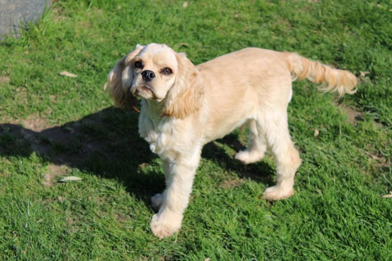 ARMANI Mâle Cocker spaniel americain
