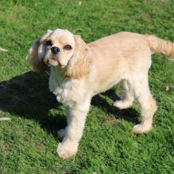 chien Cocker spaniel americain ARMANI Elevage des petits cotons