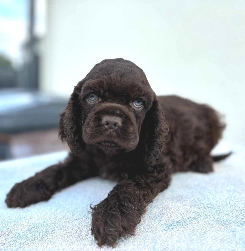 Ava Femelle Cocker spaniel americain