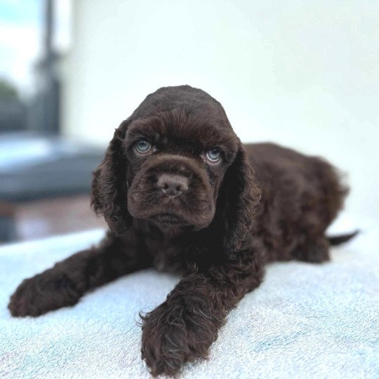 Ava Femelle Cocker spaniel americain