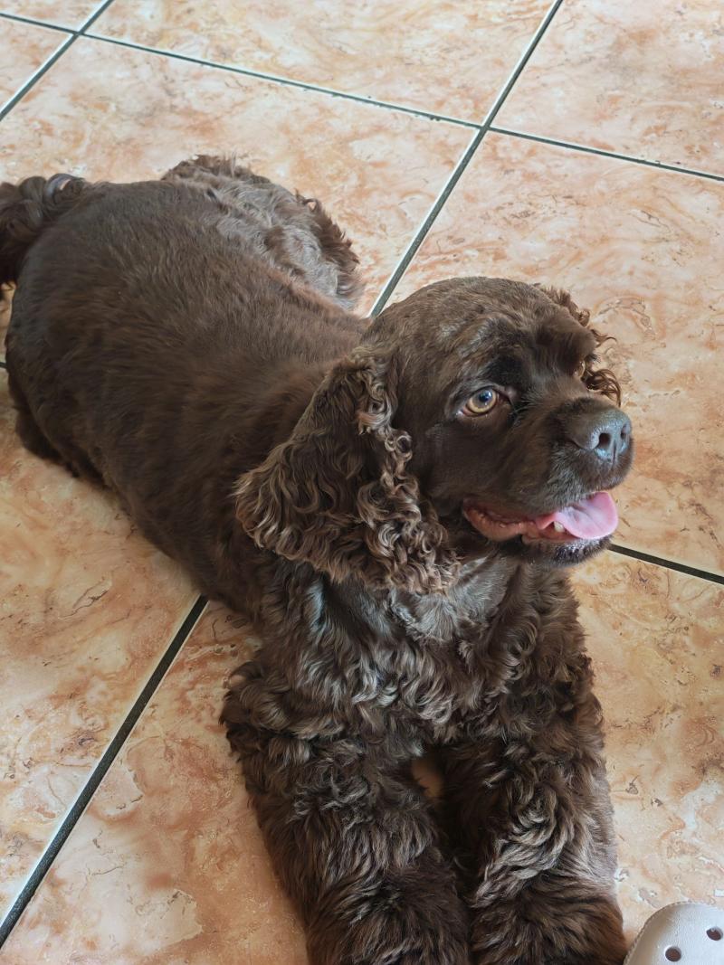 Ava Femelle Cocker spaniel americain