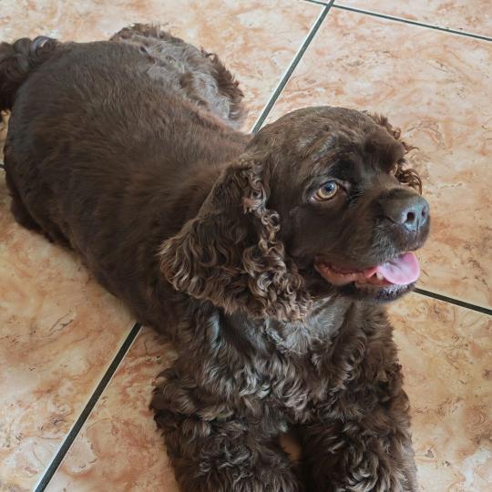 Ava Femelle Cocker spaniel americain