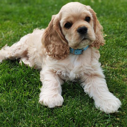 Bamby Mâle Cocker spaniel americain