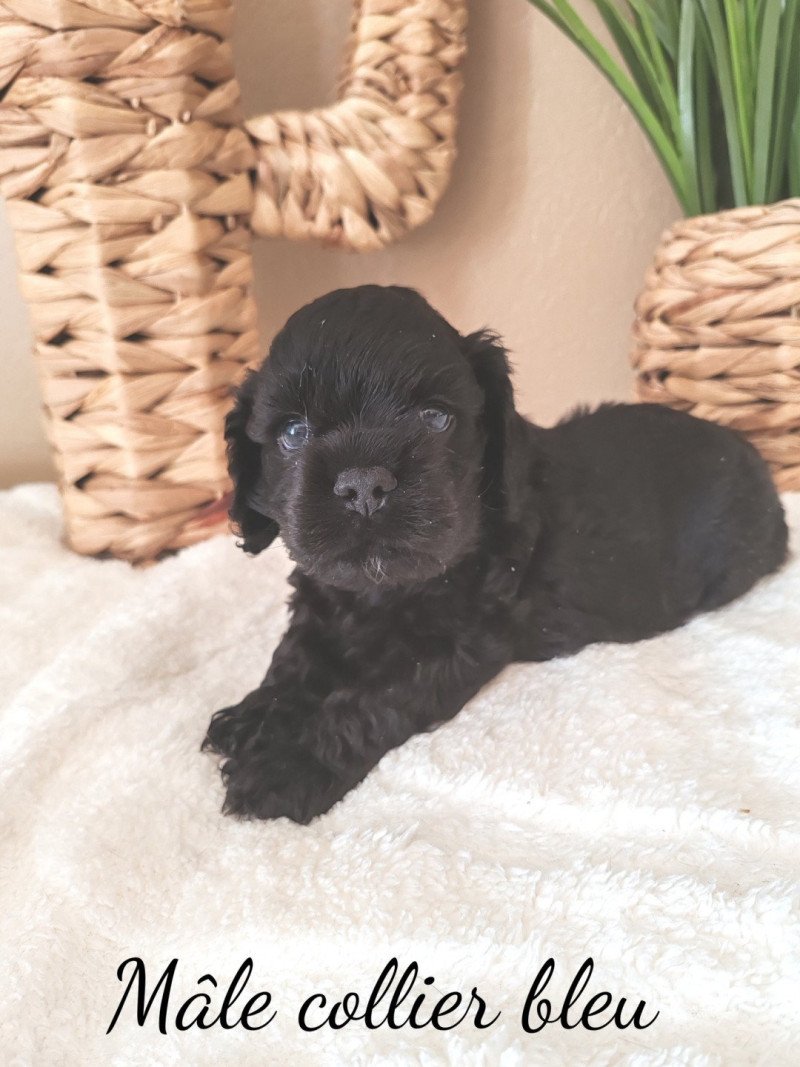 Bleu Mâle Cocker spaniel americain