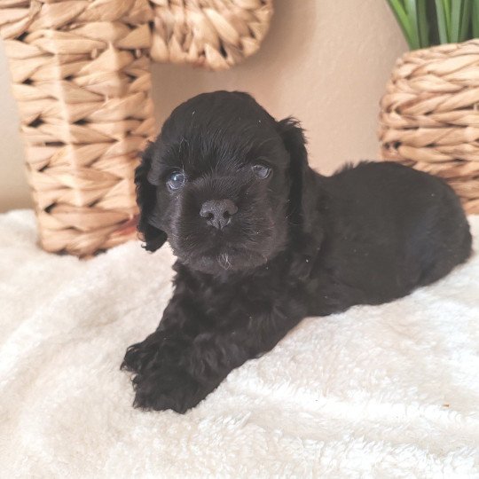 Bleu Mâle Cocker spaniel americain