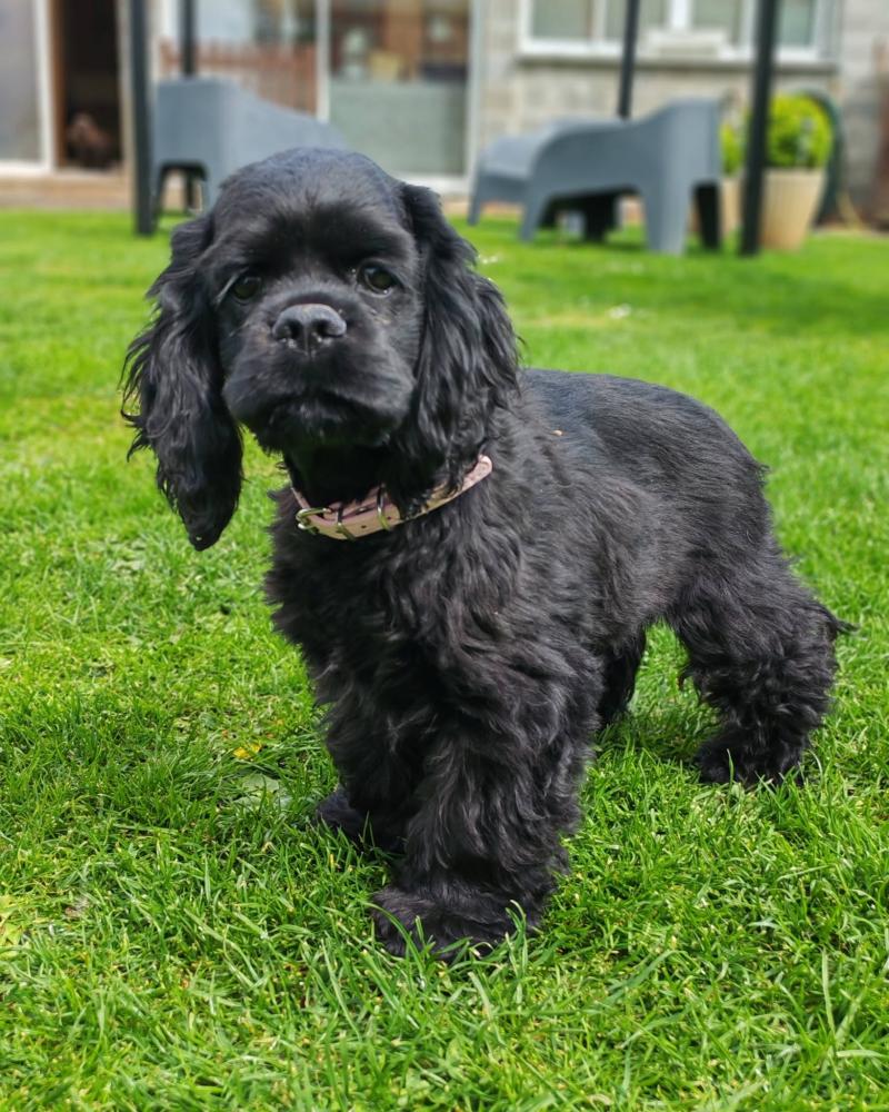 Bloom Femelle Cocker spaniel americain