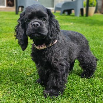 chien Cocker spaniel americain NOIR Bloom Elevage des petits cotons