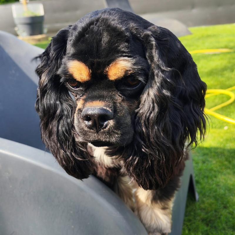 CAPUCINE Femelle Cocker spaniel americain