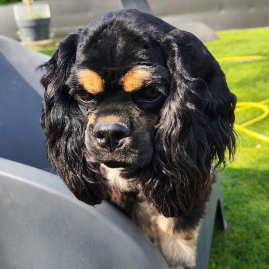 CAPUCINE Femelle Cocker spaniel americain