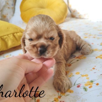 chien Cocker spaniel americain Bonde Charlotte Elevage des petits cotons