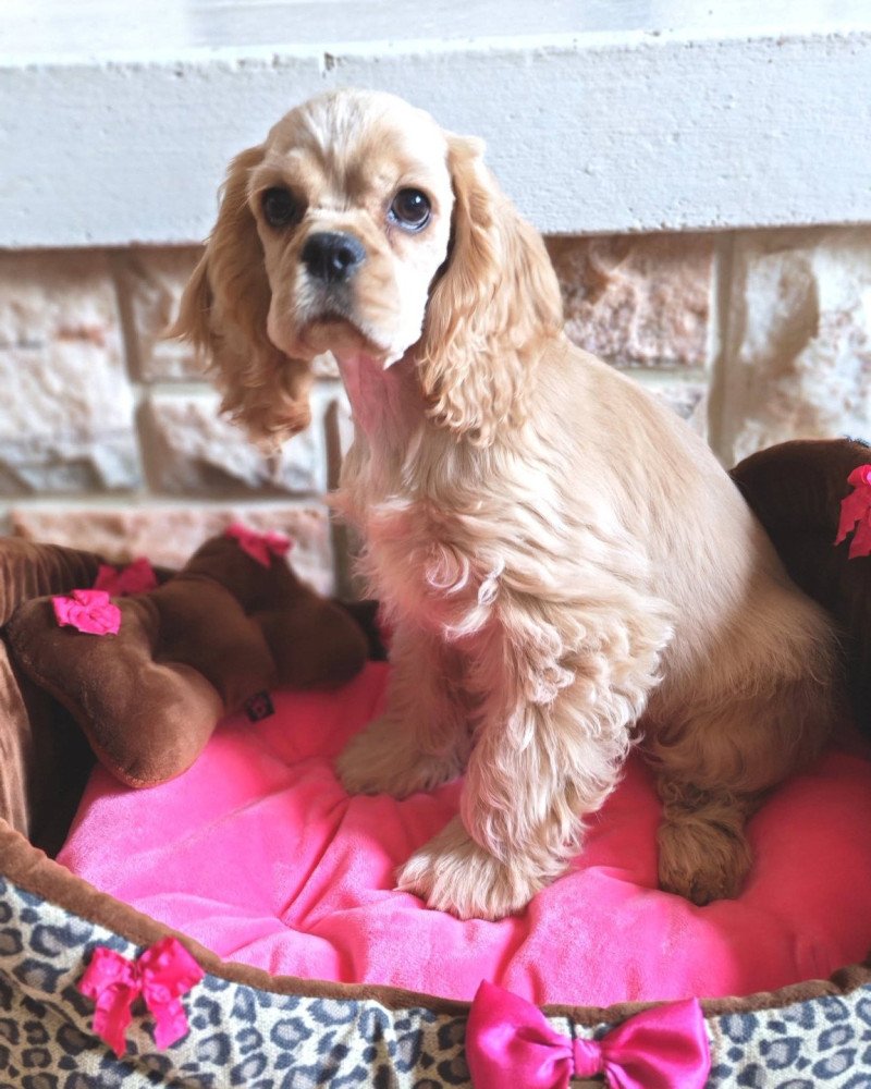 Charlotte Femelle Cocker spaniel americain