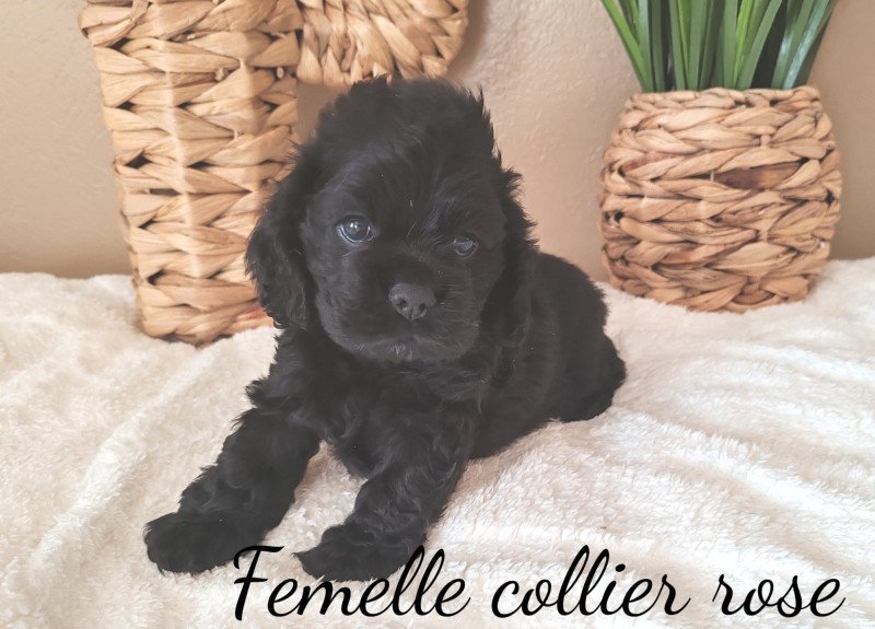 collier rose Femelle Cocker spaniel americain