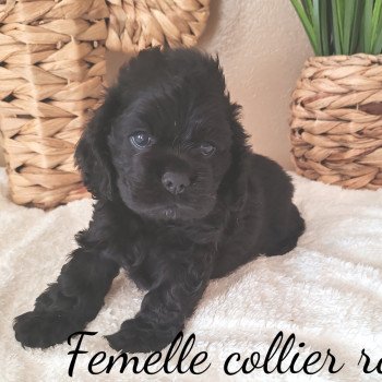 chiot Cocker spaniel americain Noir collier rose Nos merveilles de cockers