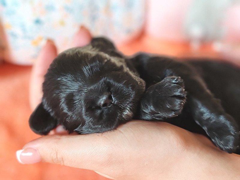 Léon Mâle Cocker spaniel americain