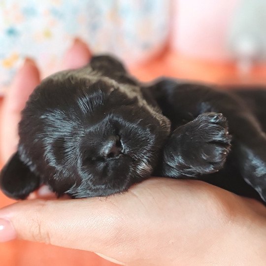 Léon Mâle Cocker spaniel americain