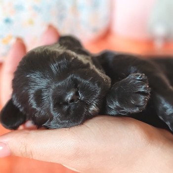chiot Cocker spaniel americain noir Léon Nos merveilles de cockers