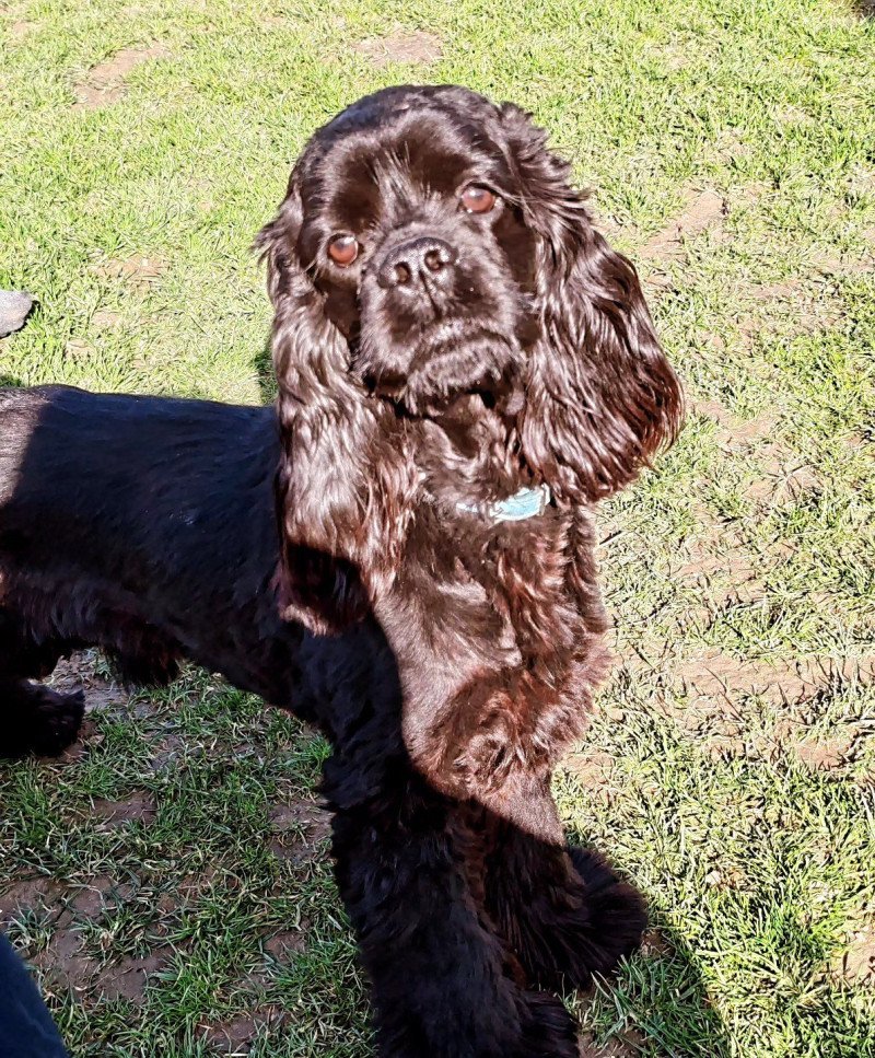 Mao Mâle Cocker spaniel americain
