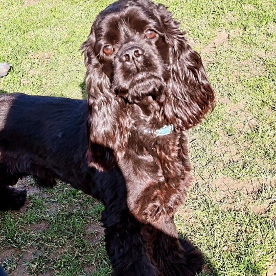 Mao Mâle Cocker spaniel americain