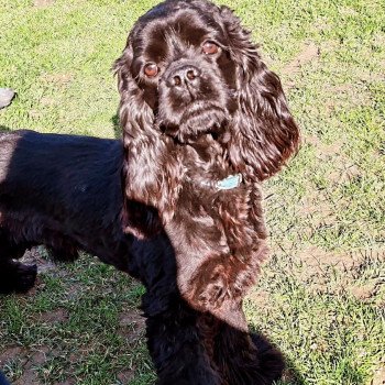 Mao Mâle Cocker spaniel americain
