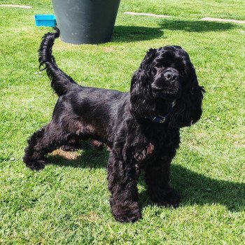 chien Cocker spaniel americain Mao Elevage des petits cotons