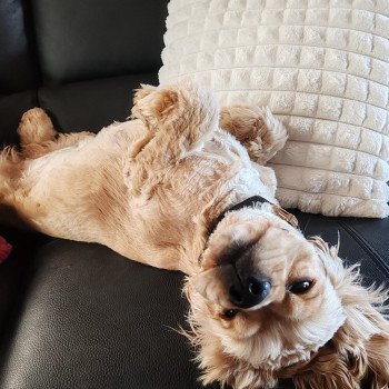 chien Cocker spaniel americain sable Mia Nos merveilles de cockers