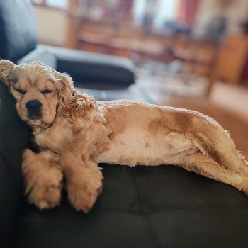 chien Cocker spaniel americain sable Mia Nos merveilles de cockers