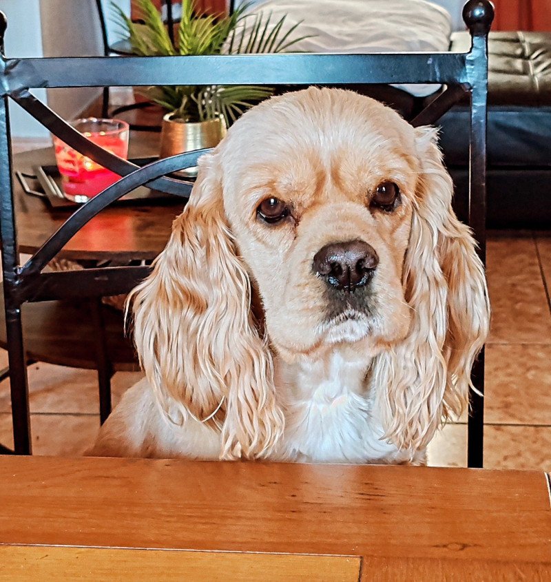 Mia Femelle Cocker spaniel americain