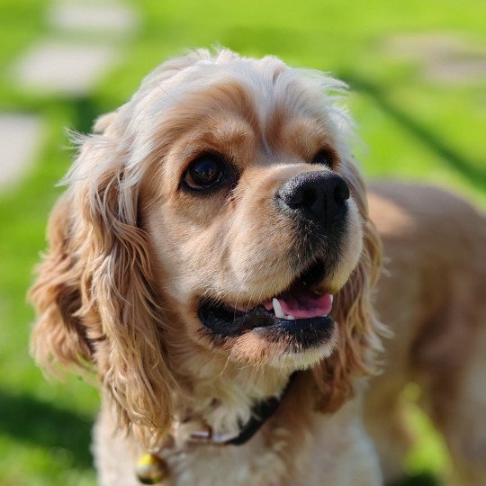 Mia Femelle Cocker spaniel americain