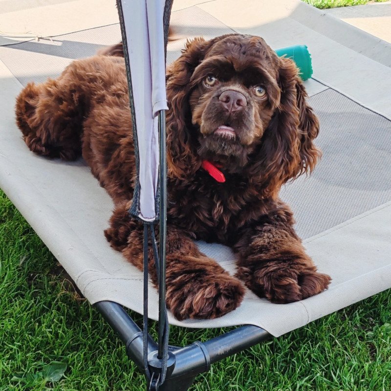 Molly Femelle Cocker spaniel americain