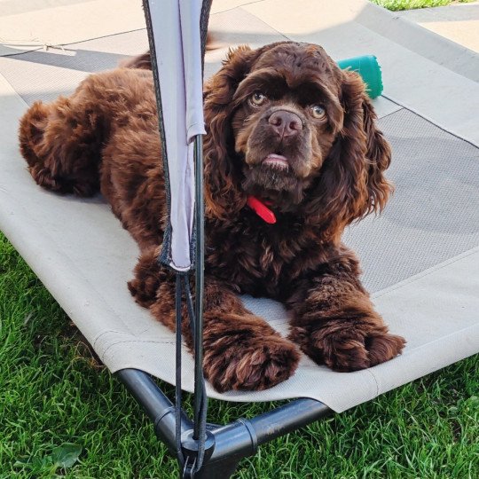 Molly Femelle Cocker spaniel americain