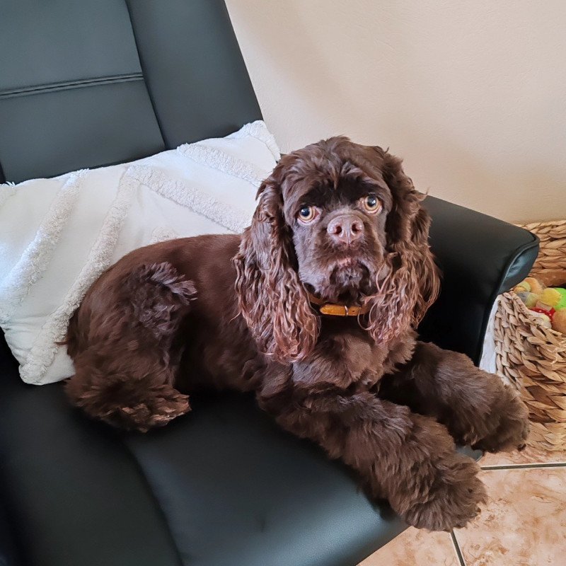 Molly Femelle Cocker spaniel americain