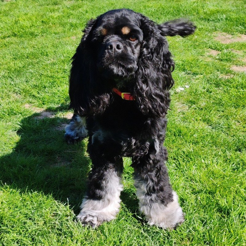 RUBY Femelle Cocker spaniel americain