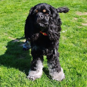 chien Cocker spaniel americain NOIR & TAN RUBY Elevage des petits cotons