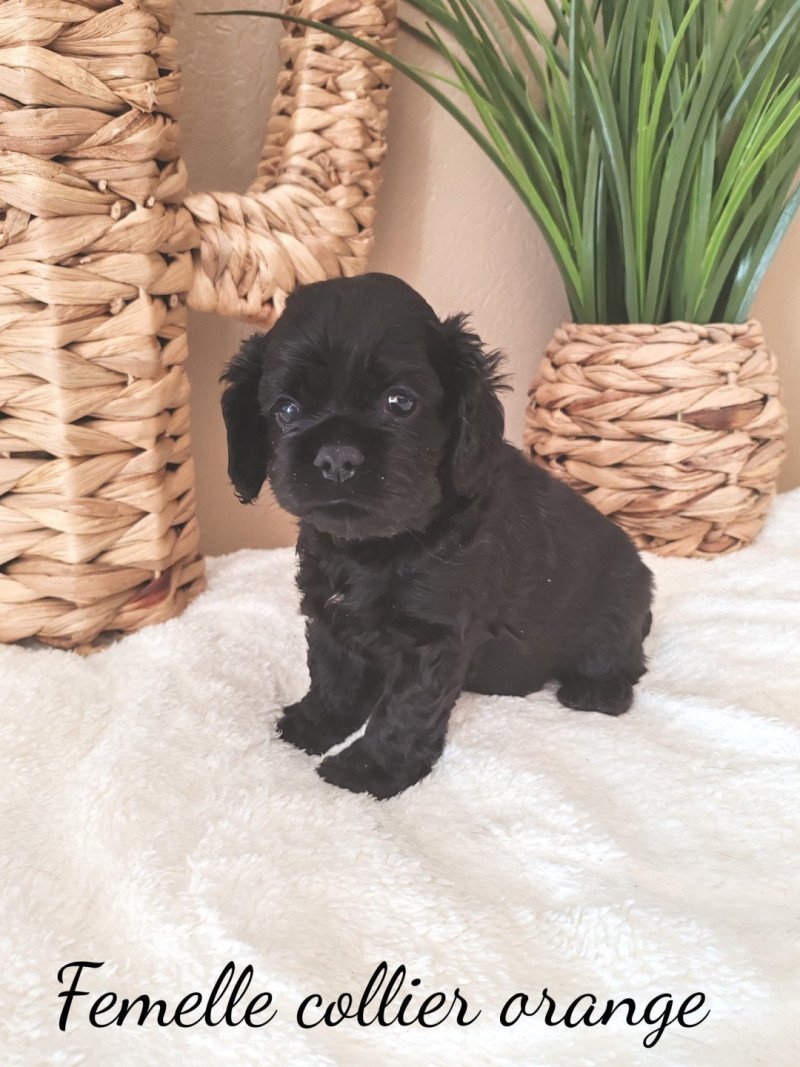 Saumon "AKOUNA" Femelle Cocker spaniel americain