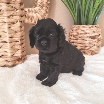 chiot Cocker spaniel americain Noir Saumon Nos merveilles de cockers