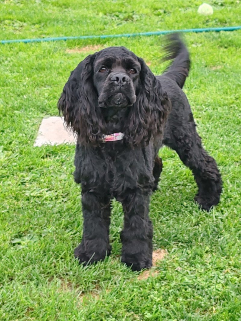Souky Femelle Cocker spaniel americain