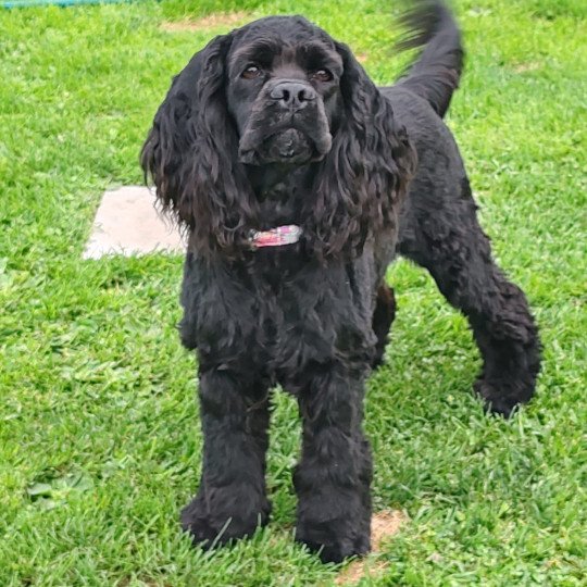 Souky Femelle Cocker spaniel americain