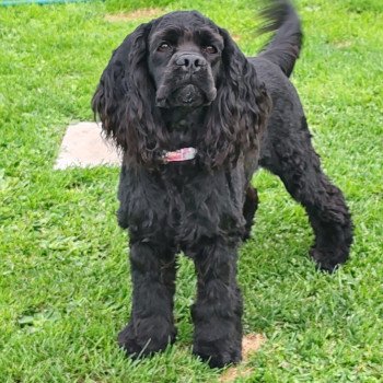 Souky Femelle Cocker spaniel americain