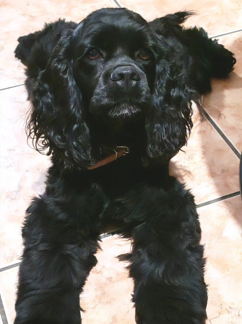 Souky Femelle Cocker spaniel americain