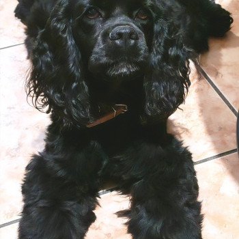 chien Cocker spaniel americain noir Souky Elevage des petits cotons