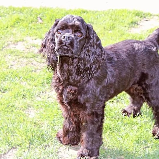 Valentina Femelle Cocker spaniel americain