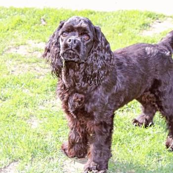 chien Cocker spaniel americain Valentina Elevage des petits cotons